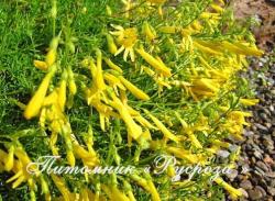 Пенстемон "Mercy Yellow" (Penstemon)