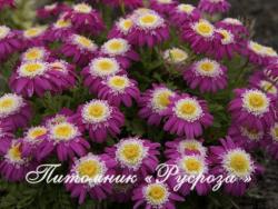 Пижма "Garden Treasure" (Tanacetum)