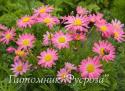 Пижма ярко-красная "Laureen" (Tanacetum coccineum)