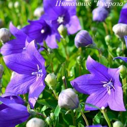 Платикодон "Astra Blue"