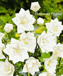 Платикодон "Hakone White" (ширококолокольчик) крупноцветковый (Platycodon grandiflorus)