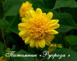 Подсолнечник "Double Whammy" (Helianthus)