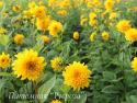 Подсолнечник "Loddon Gold" (Helianthus)