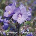 Полемониум иезонский (Синюха) "Bressingham Purple" (Polemonium yezoense)