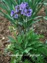 Полемониум иезонский (Синюха) "Bressingham Purple" (Polemonium yezoense)