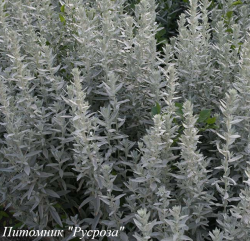 Полынь Пурша