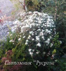 Посконник морщинистый "Chocolate" (Eupatorium rugosum)