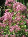 Посконник пятнистый "Red Dwarf" (Eupatorium maculatum)