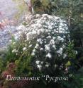 Посконник морщинистый "Chocolate" (Eupatorium rugosum)