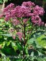 Посконник пятнистый "Atropurpureum" (Eupatorium maculatum)