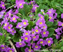 Примула "Groenekan's Glorie"