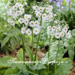 Примула японская "Alba" (Primula japonica)