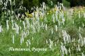 Кровохлебка тонколистная "Alba" (Sanguisorba tenuifolia)