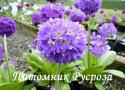 Примула мелкозубчатая "Blue" (Primula denticulata)