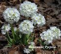 Примула мелкозубчатая "White" (Primula denticulata)