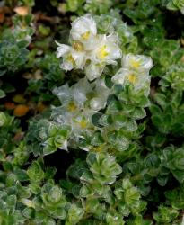 Приноготовник тимьянолистный (Paronychia kapela ssp. serpyllifolia)