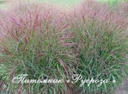 Просо прутьевидное "Cardinal" (Panicum virgatum)