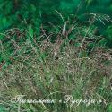 Просо прутьевидное "Warrior" (Panicum virgatum)