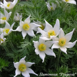 Прострел обыкновенный "Pulsar White"