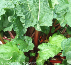 Ревень "Cawood Delight"