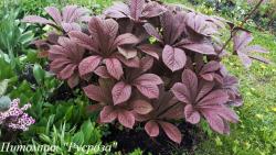 Роджерсия "Saarbrucken"