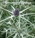 Синеголовник "Mrs Marble" (Eryngium variifolium)