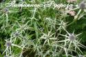 Синеголовник "Mrs Marble" (Eryngium variifolium)