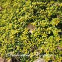 Тимьян лимоннопахнущий "Bertram Anderson" (Thymus citriodorus)