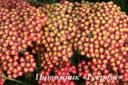 Тысячелистник обыкновенный "Rainbow Sparkling Contrast" (Achillea millefolium)