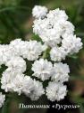 Тысячелистник "The Pearl" (Achillea ptarmica)