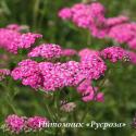 Тысячелистник "Cerise Queen" (Achillea millefolium)