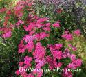 Тысячелистник "Cerise Queen" (Achillea millefolium)