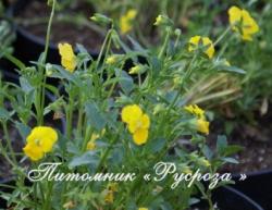 Фиалка "Lutea Splendens"