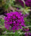 Фуопсис длинностолбиковый "Purpurea" (Phuopsis stylosa)