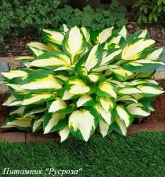 Хоста "Color Festival" (Hosta)