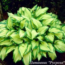 Хоста "Fortunei Albopicta" (Hosta)