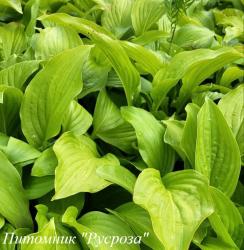 Хоста "Honeybells"