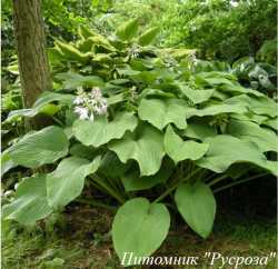 Хоста "Kingsize" (Hosta)