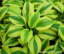 Хоста "Moon Split"