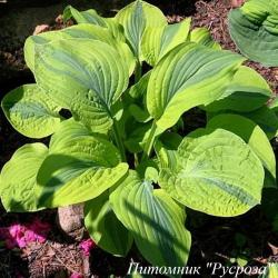 Хоста "Velvet Moon"