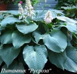 Хоста "Big Daddy"