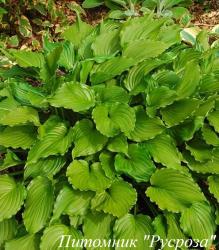 Хоста "Purple Sensation"