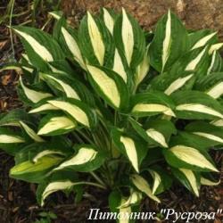 Хоста "White Bikini" (Hosta)