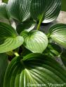 Хоста "Devon Green" (Hosta)