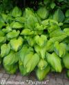 Хоста "Guacamole" (Hosta)
