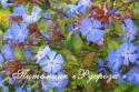 Цератостигма плюмбаговидная (Ceratostigma plumbaginoides)