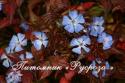 Цератостигма плюмбаговидная (Ceratostigma plumbaginoides)