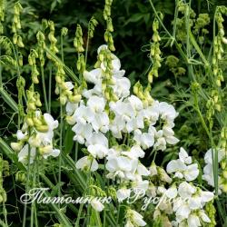 Чина широколистная "White Pearl" (Lathyrus latifolius)