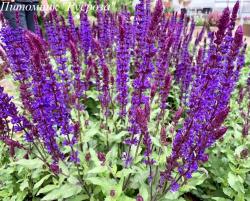Шалфей дубравный "Salvator Blue"
