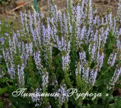 Шалфей луговой "Sky Dance" (Salvia pratensis)